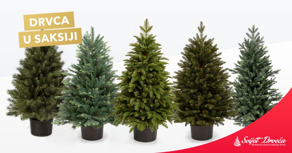 Božićna drvca u saksiji