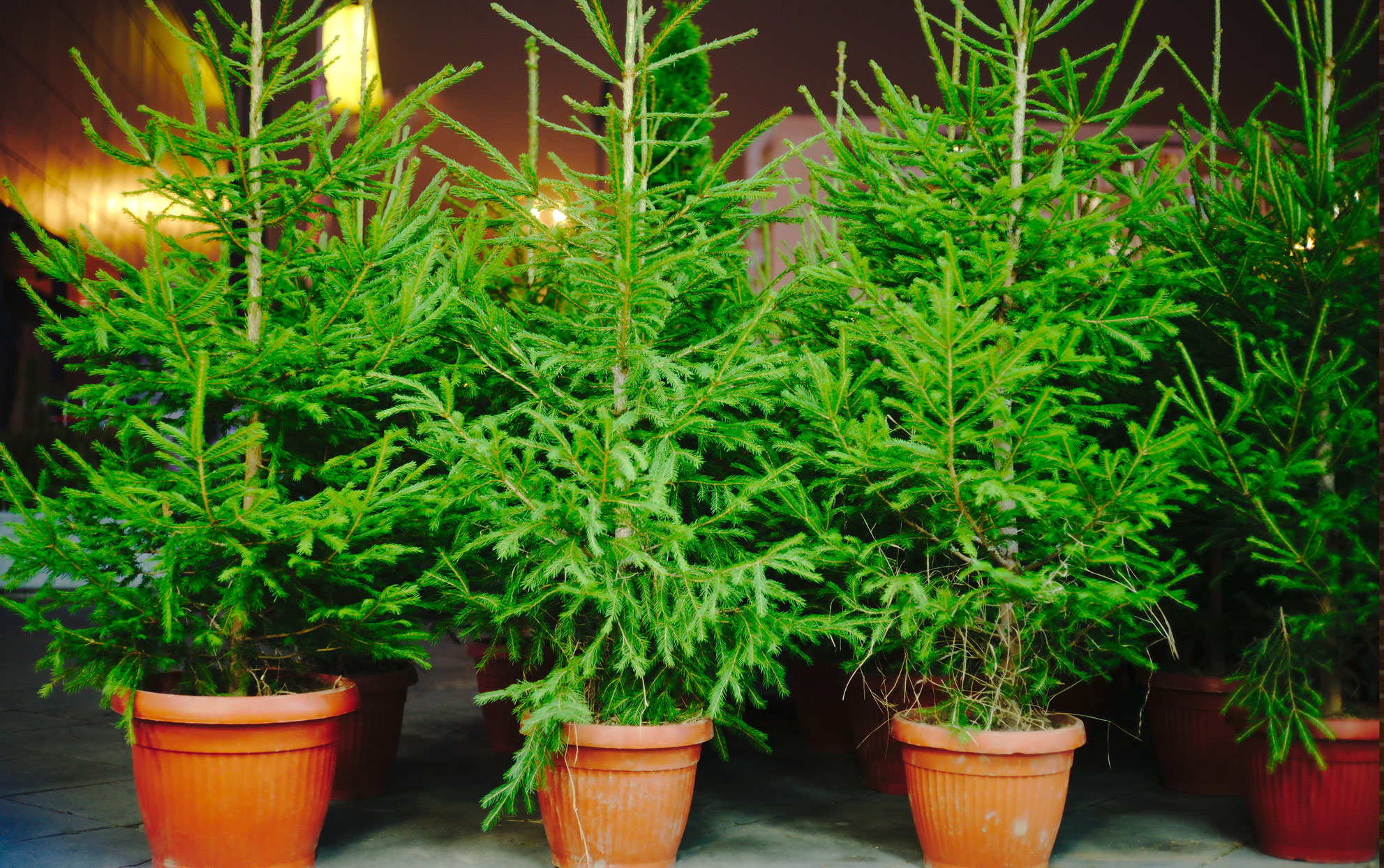 Živo božićno drvce u saksiji