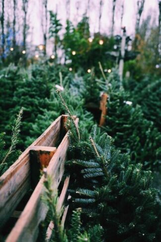 Živo božićno drvce