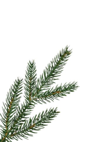 Umjetno božićno drvce u saksiji 3D Karpatska Smreka