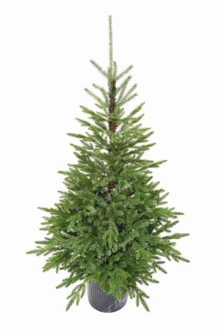 Božićno drvce u saksiji 3D Karpatska Smreka